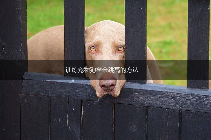 训练宠物狗学会跳高的方法,第1张 训练宠物狗学会跳高的方法,第1张