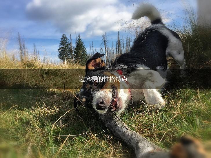 边境梗的性格特点,第1张