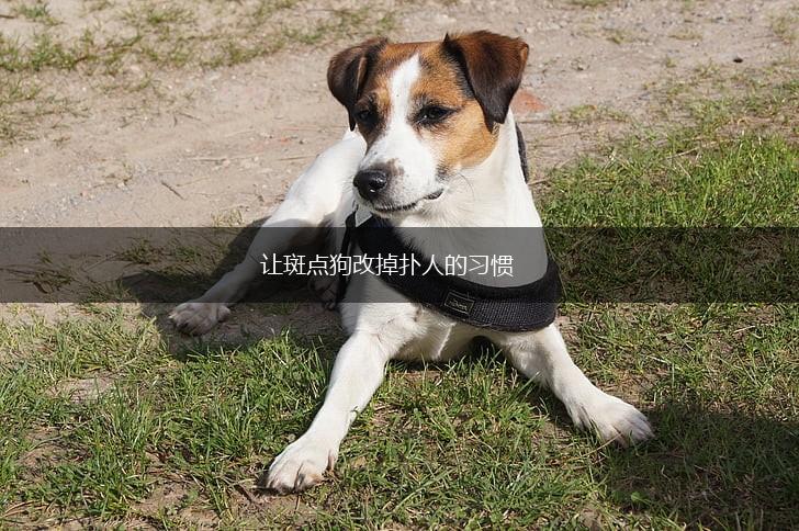 让斑点狗改掉扑人的习惯,第1张