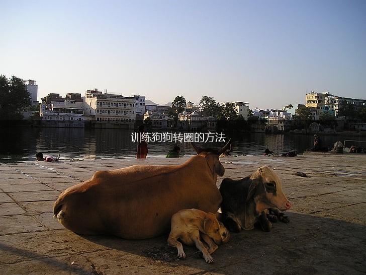 训练狗狗转圈的方法,第1张