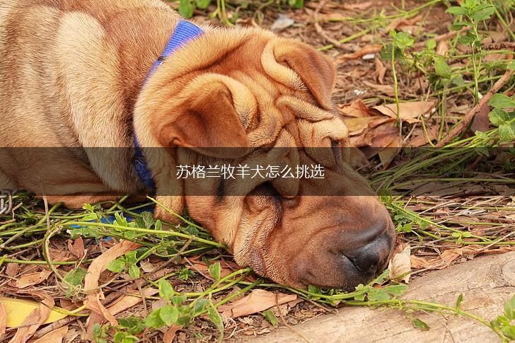 苏格兰牧羊犬怎么挑选,第1张