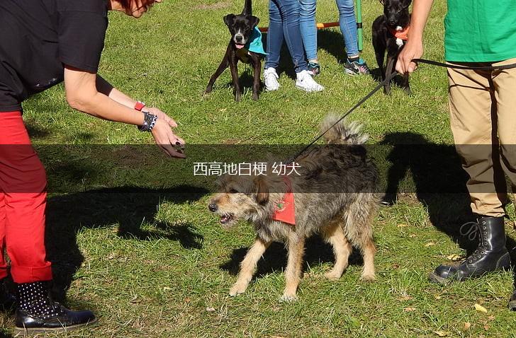 西高地白梗 幼犬,第1张