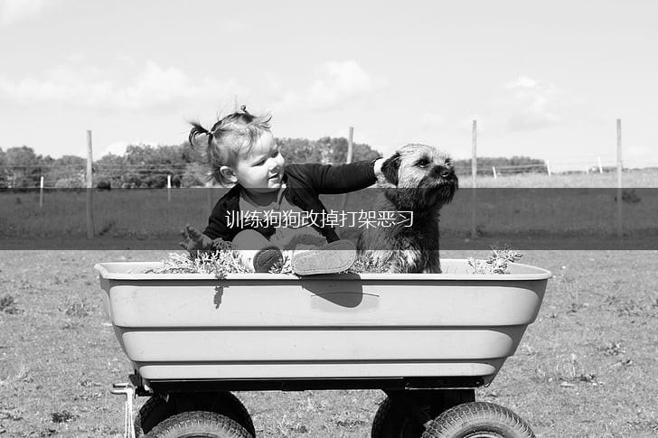 训练狗狗改掉打架恶习,第1张