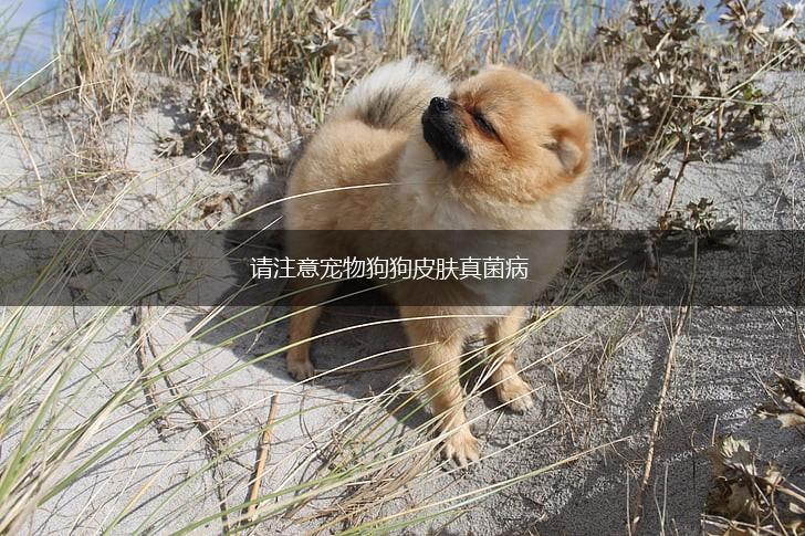 请注意宠物狗狗皮肤真菌病,第1张