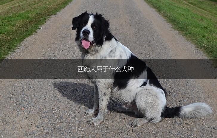 西施犬属于什么犬种,第1张