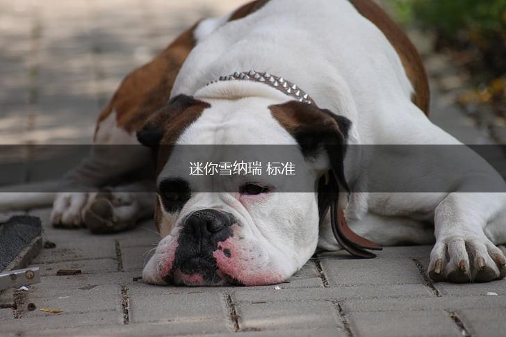 迷你雪纳瑞 标准,第1张