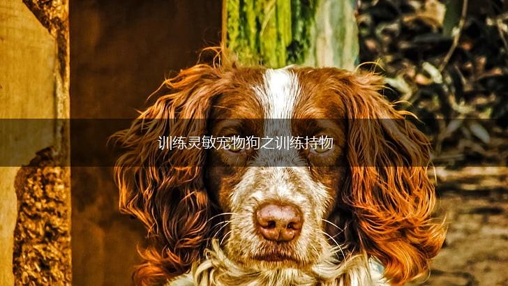 训练灵敏宠物狗之训练持物,第1张