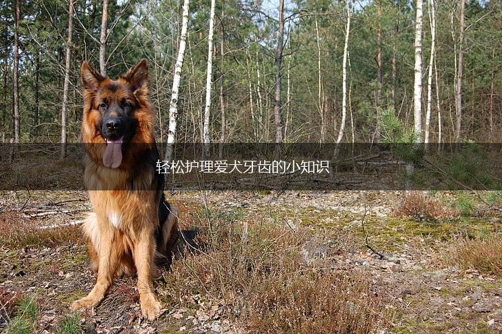 轻松护理爱犬牙齿的小知识,第1张
