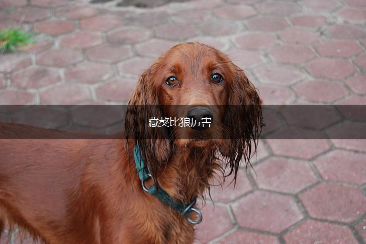 藏獒比狼厉害,第1张