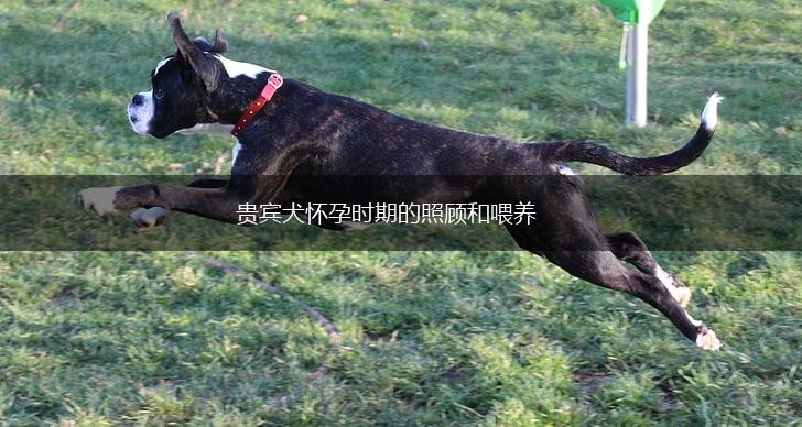 贵宾犬怀孕时期的照顾和喂养,第1张 贵宾犬怀孕时期的照顾和喂养,第1张