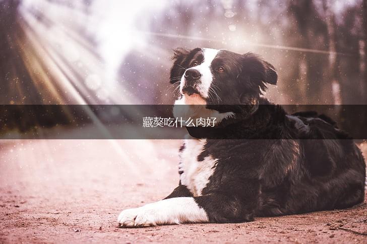 藏獒吃什么肉好,第1张