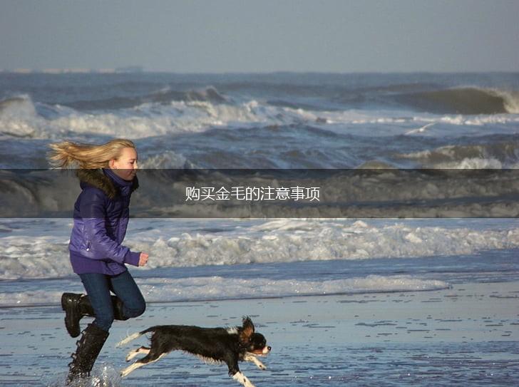 购买金毛的注意事项,第1张 购买金毛的注意事项,第1张