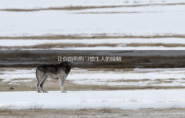 让你的狗狗习惯生人的接触,第1张