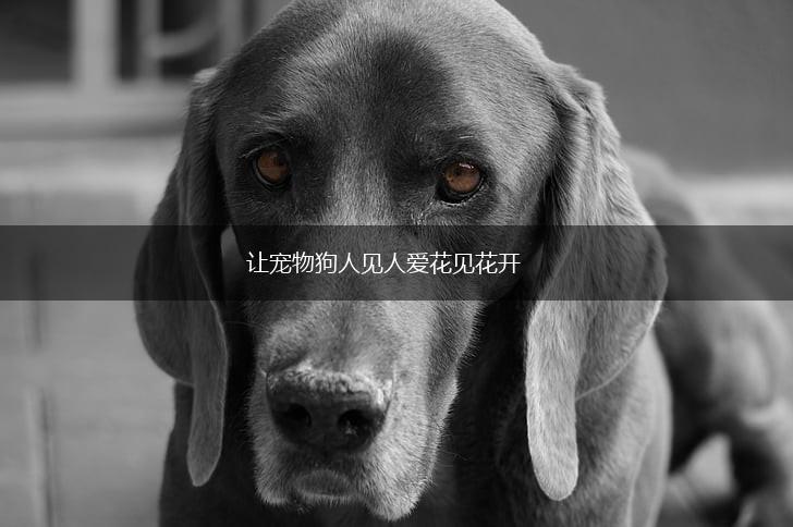让宠物狗人见人爱花见花开,第1张