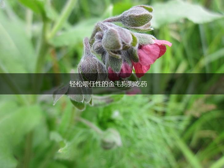 轻松喂任性的金毛狗狗吃药,第1张