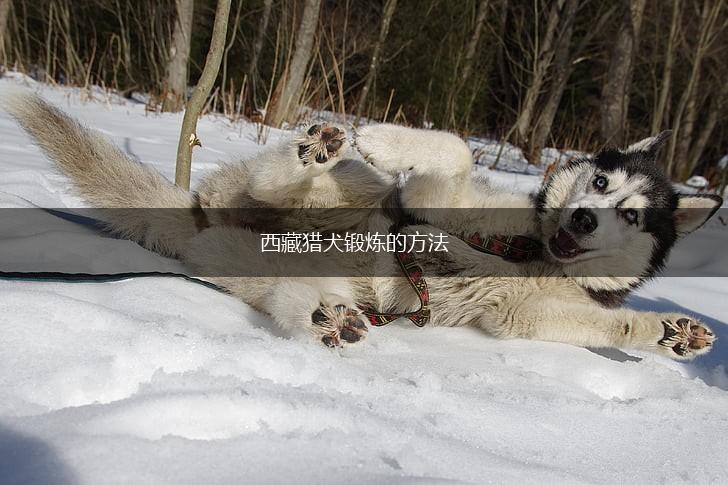 西藏猎犬锻炼的方法,第1张