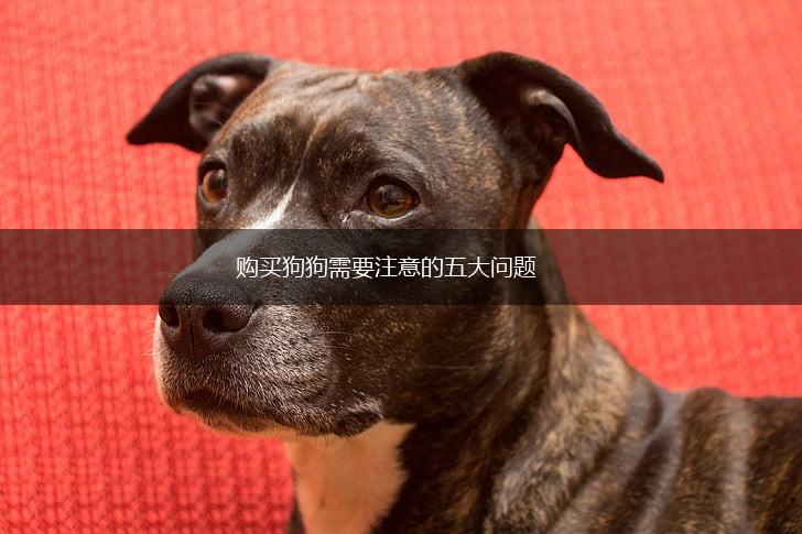 购买狗狗需要注意的五大问题,第1张