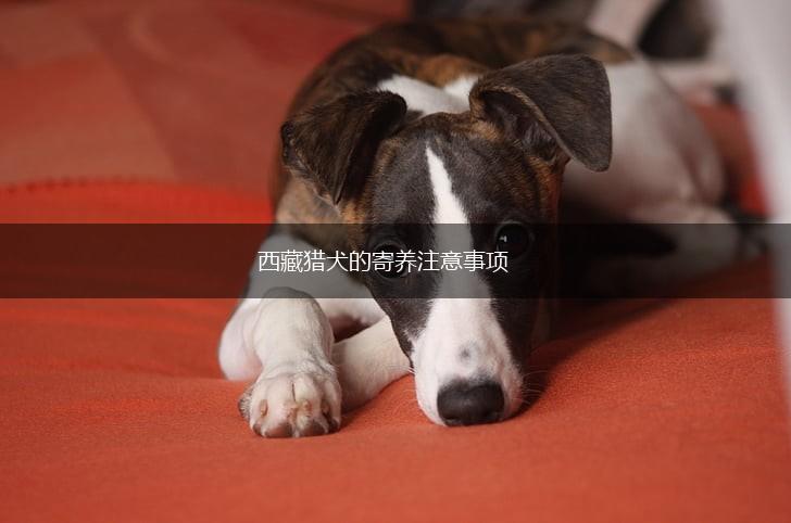 西藏猎犬的寄养注意事项,第1张