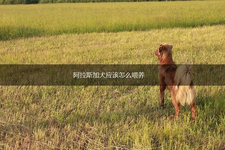 阿拉斯加犬应该怎么喂养,第1张