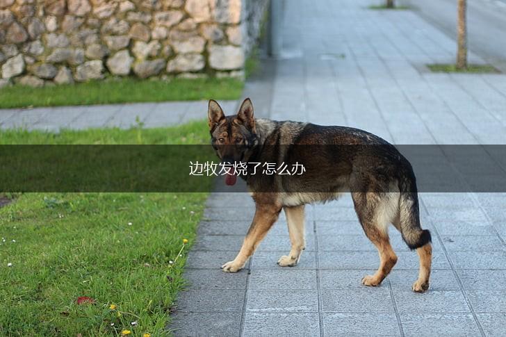 边牧发烧了怎么办,第1张