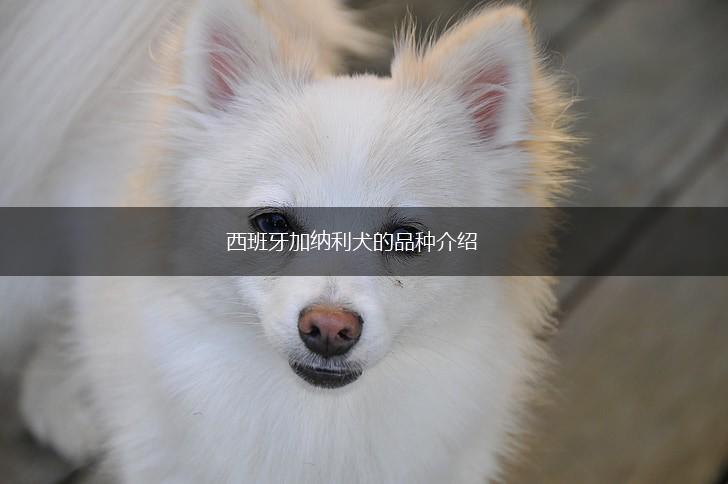 西班牙加纳利犬的品种介绍,第1张