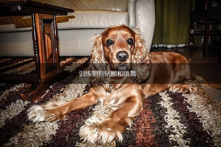 训练狗狗钻圈和跳舞,第1张