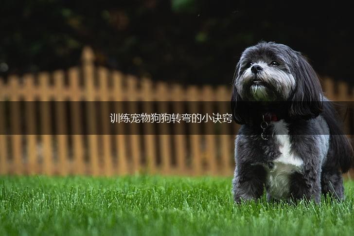 训练宠物狗狗转弯的小诀窍,第1张