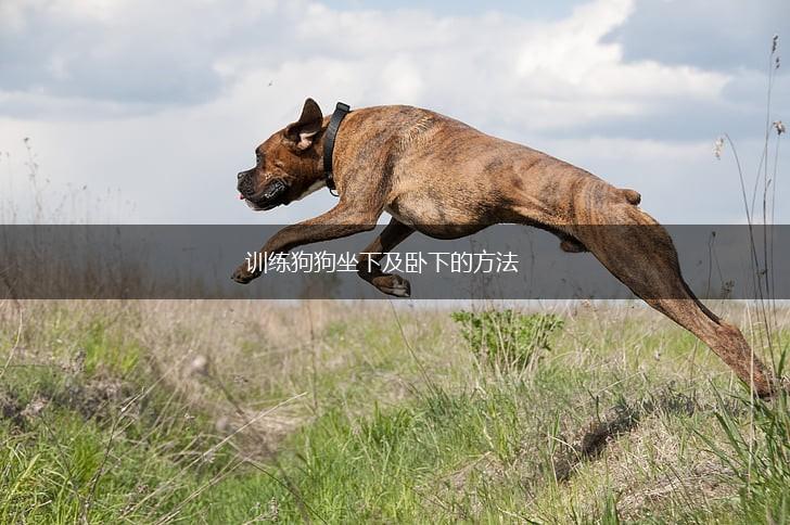 训练狗狗坐下及卧下的方法,第1张