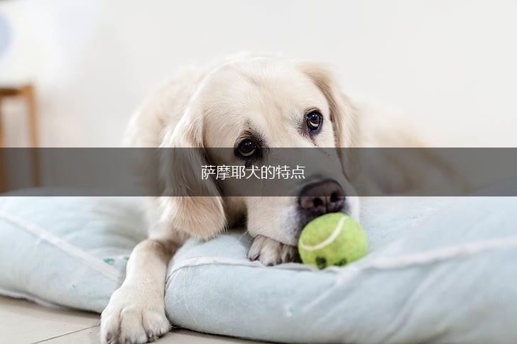 萨摩耶犬的特点,第1张