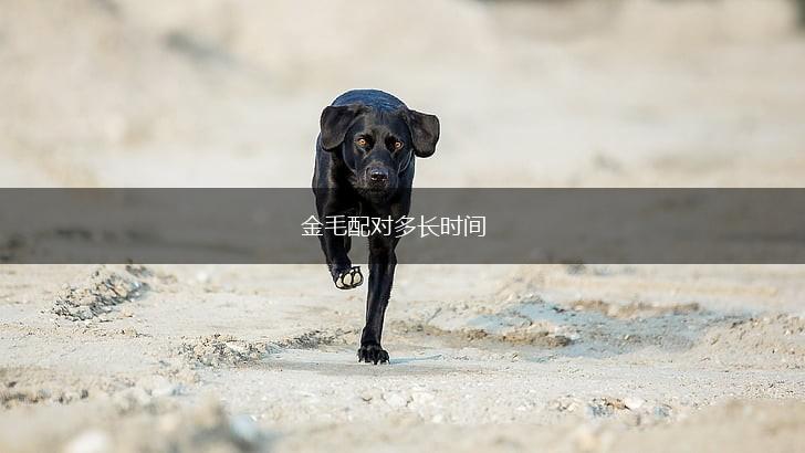 金毛配对多长时间,第1张