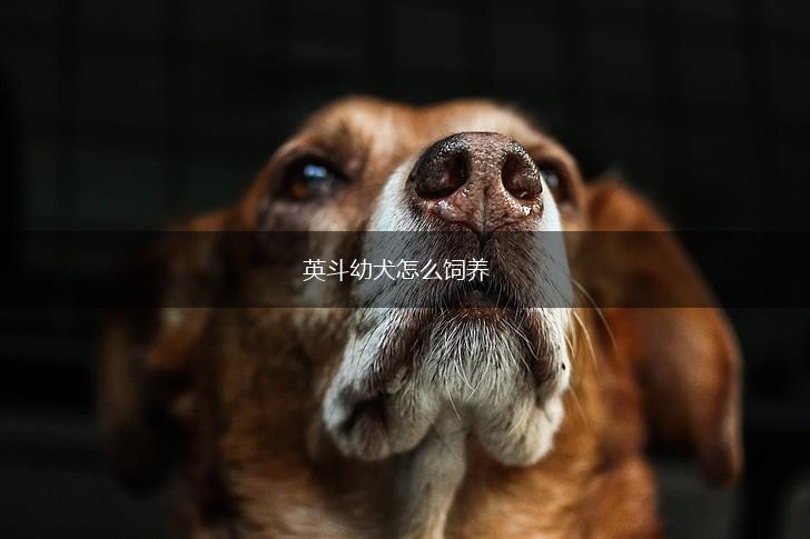 英斗幼犬怎么饲养,第1张