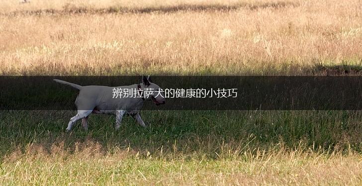 辨别拉萨犬的健康的小技巧,第1张