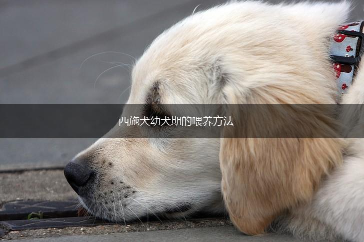 西施犬幼犬期的喂养方法,第1张