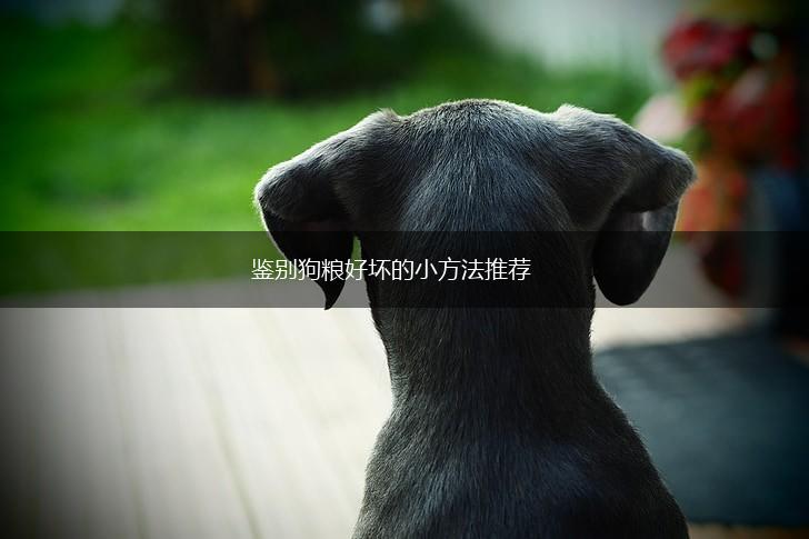 鉴别狗粮好坏的小方法推荐,第1张