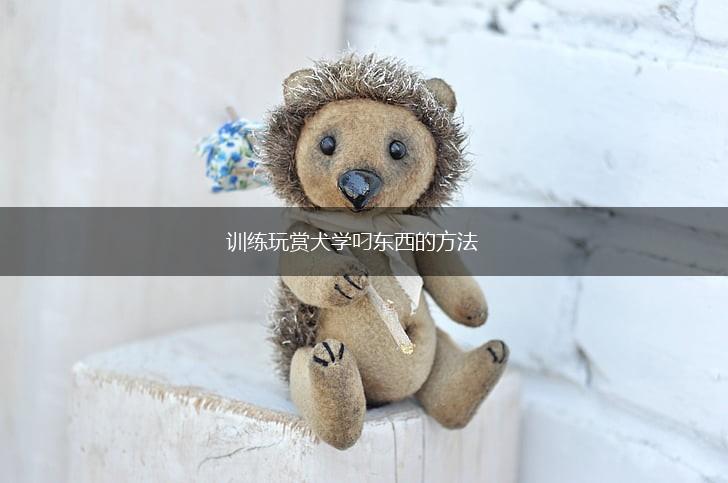 训练玩赏犬学叼东西的方法,第1张