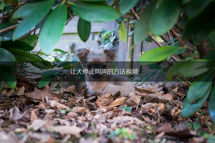 让犬停止叫声的方法视频,第1张 让犬停止叫声的方法视频,第1张