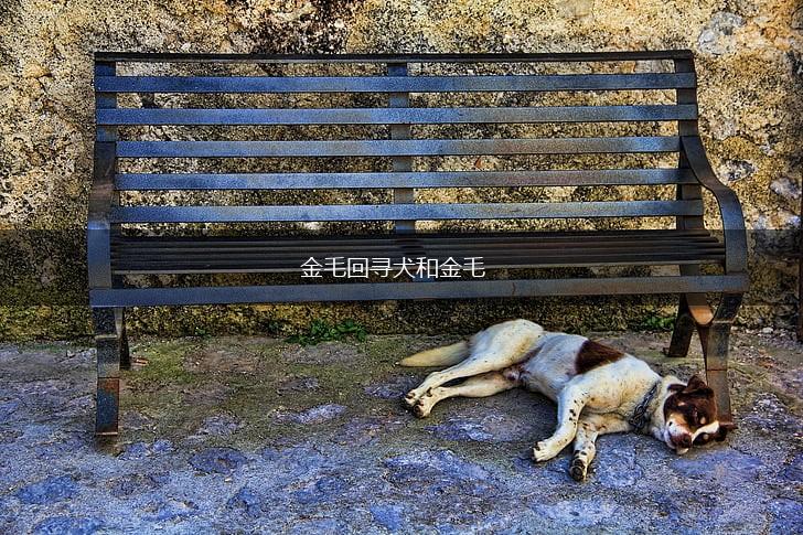 金毛回寻犬和金毛,第1张