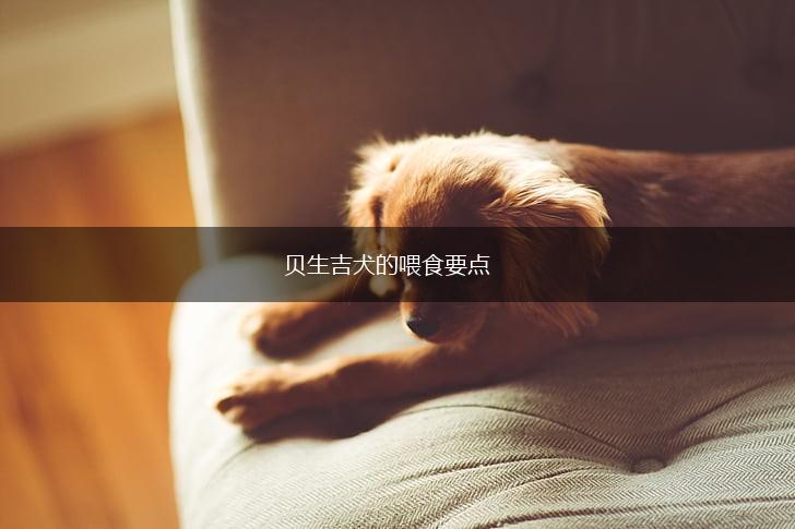 贝生吉犬的喂食要点,第1张