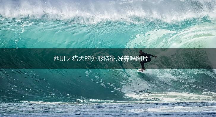 西班牙猎犬的外形特征,好养吗图片,第1张 西班牙猎犬的外形特征,好养吗图片,第1张