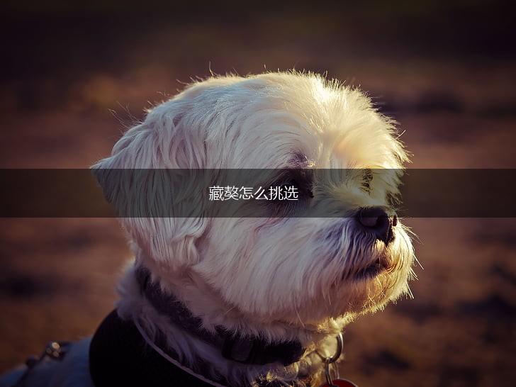 藏獒怎么挑选,第1张 藏獒怎么挑选,第1张