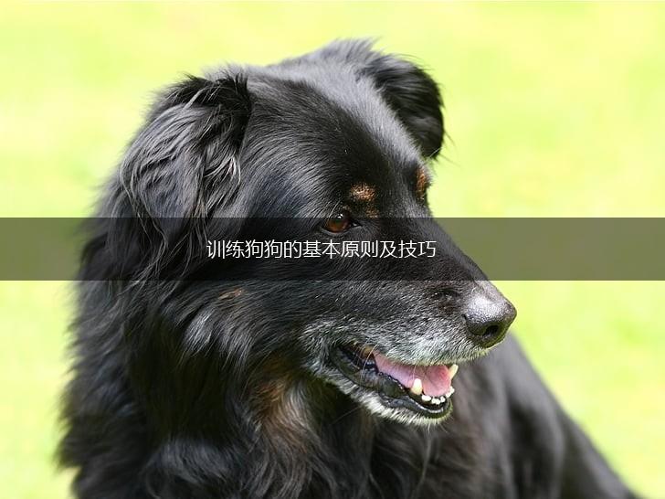 训练狗狗的基本原则及技巧,第1张