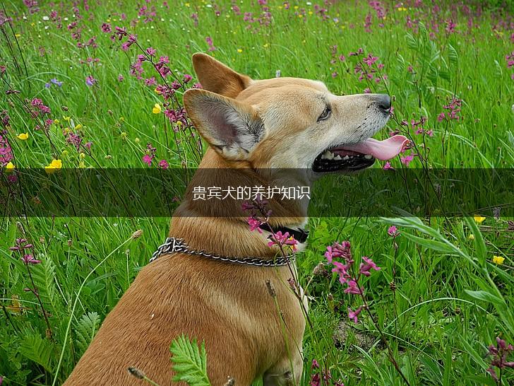 贵宾犬的养护知识,第1张