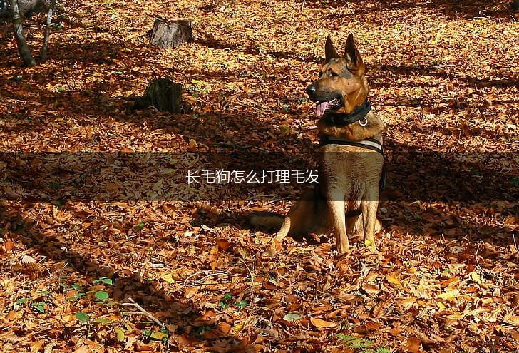 长毛狗怎么打理毛发,第1张