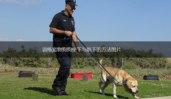 训练宠物狗狗坐下与趴下的方法图片,第1张