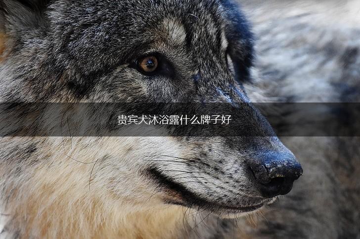贵宾犬沐浴露什么牌子好,第1张