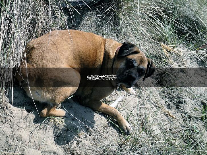 蝴蝶犬寄养,第1张