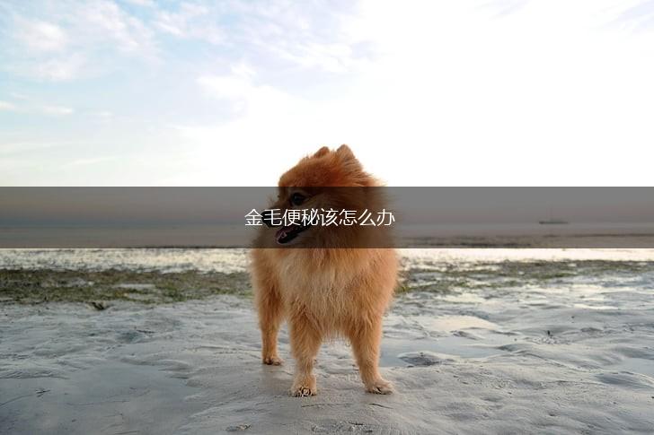 金毛便秘该怎么办,第1张 金毛便秘该怎么办,第1张