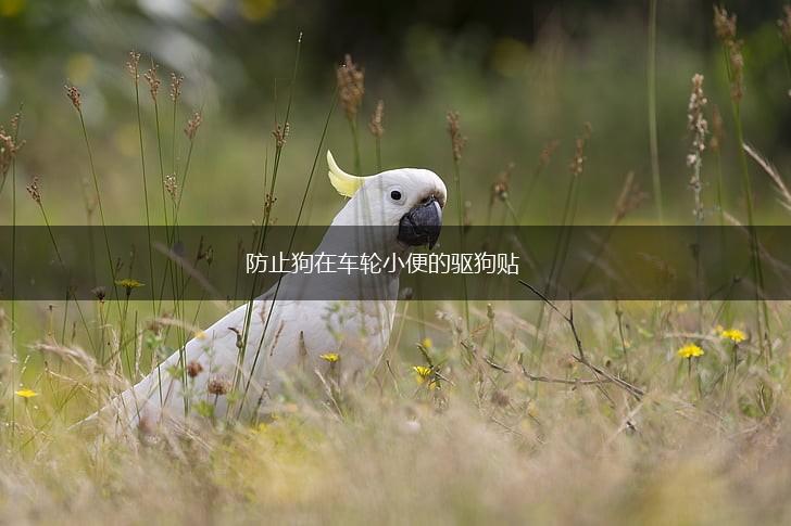 防止狗在车轮小便的驱狗贴,第1张