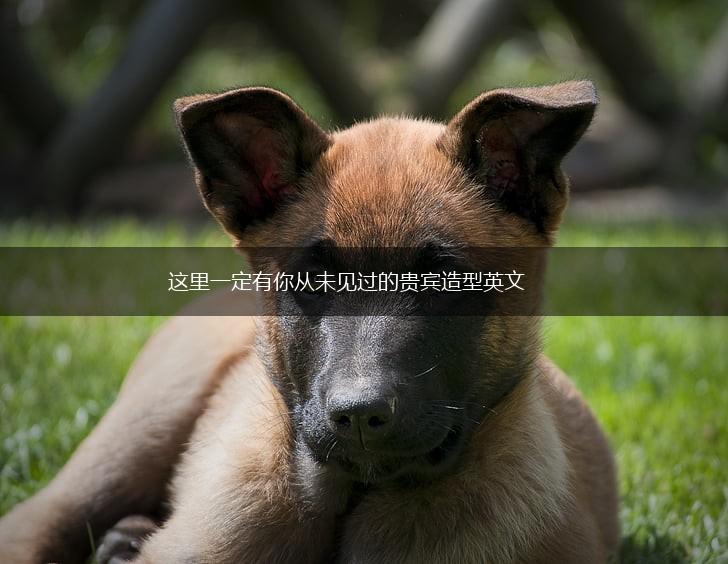 这里一定有你从未见过的贵宾造型英文,第1张