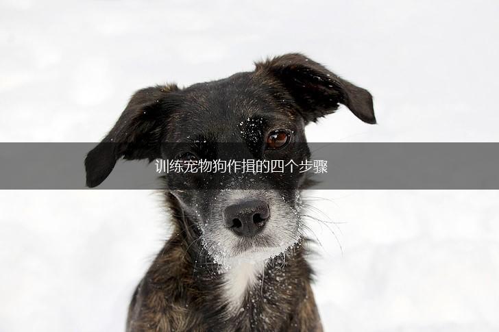 训练宠物狗作揖的四个步骤,第1张